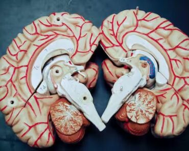 Examples of Prion Diseases