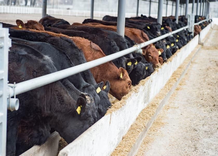 examples of quantitative genetics in real life Weight Gain in Animals