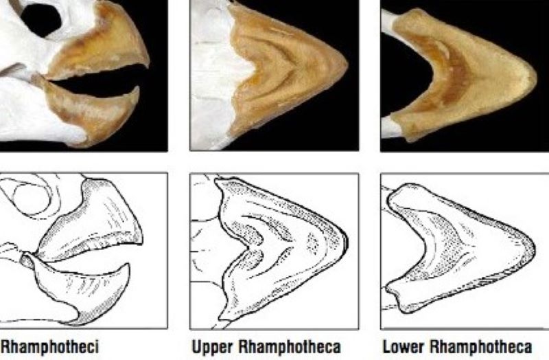 Bird and Reptile Beaks