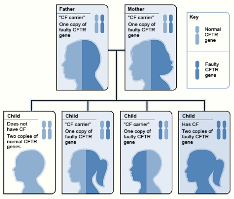 Heterozygote Advantage