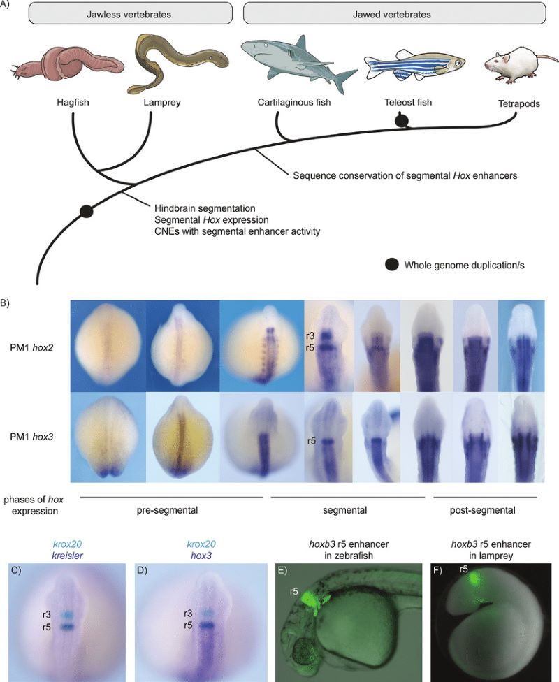Hindbrain in Vertebrates