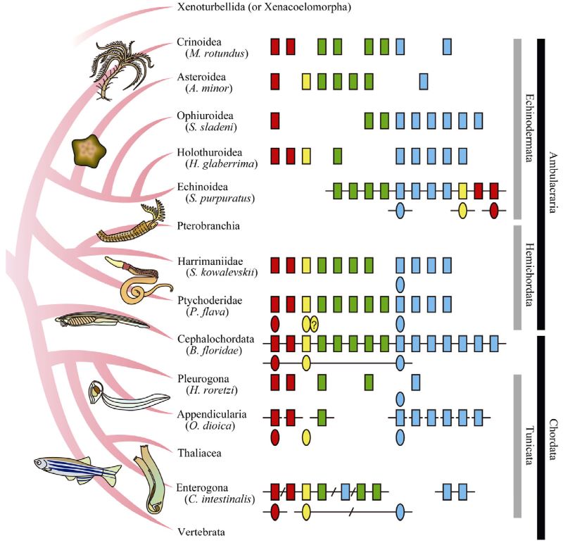 Hox Genes Across Species