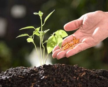 17 Examples of Inorganic Fertilizers