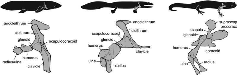 Limb Girdles in Tetrapods