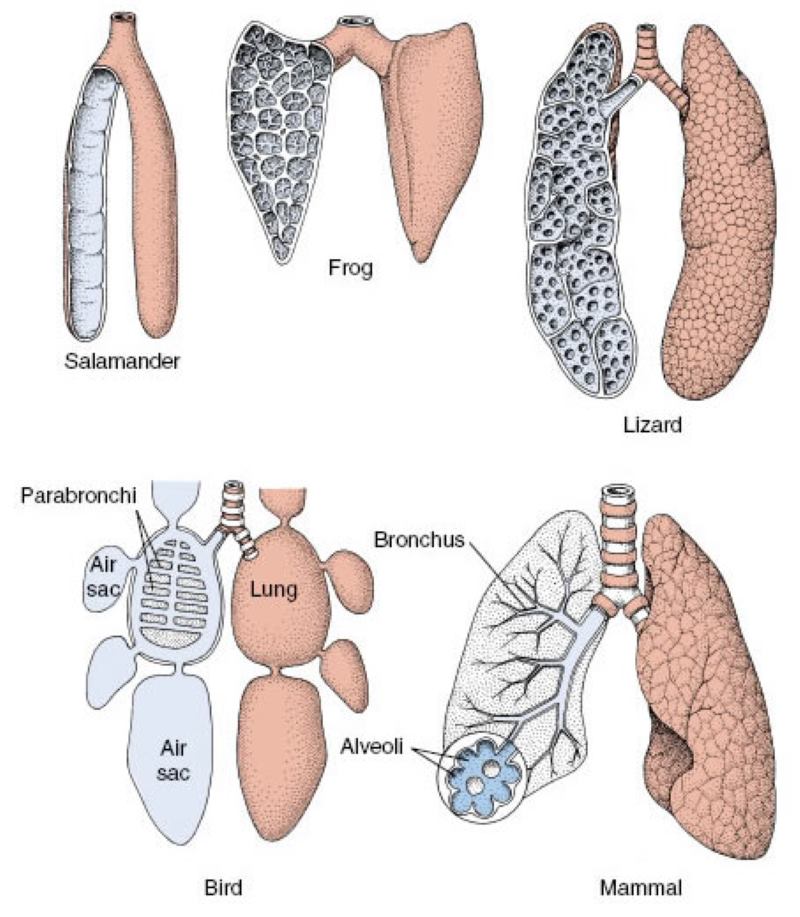 Lungs in Terrestrial Vertebrates