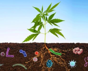 20 Examples of Microbial Interactions in Everyday Life
