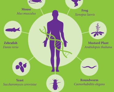 13 Examples of Model Organisms