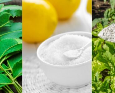17 Examples of Natural Pest Control Methods in Everyday Life