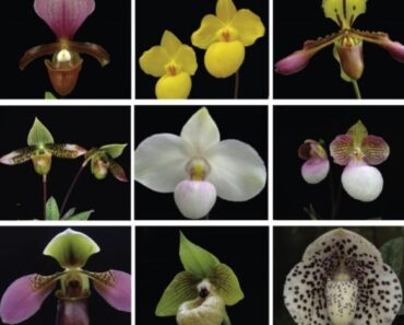 23 Examples of Speciation in Real Life