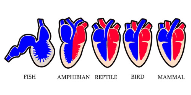 Vertebrate Hearts