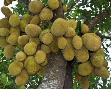 Jackfruit Tree Root System